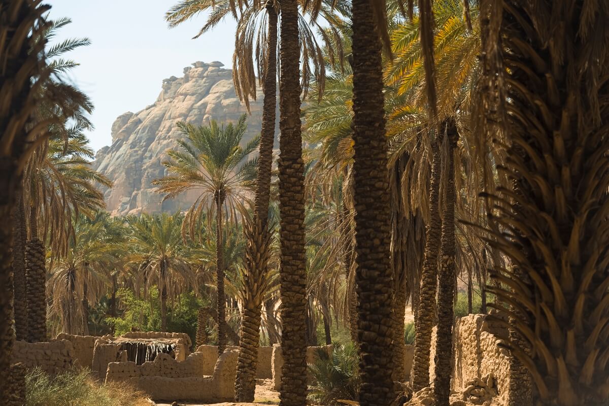 Al-'Ula-Palm-Trees