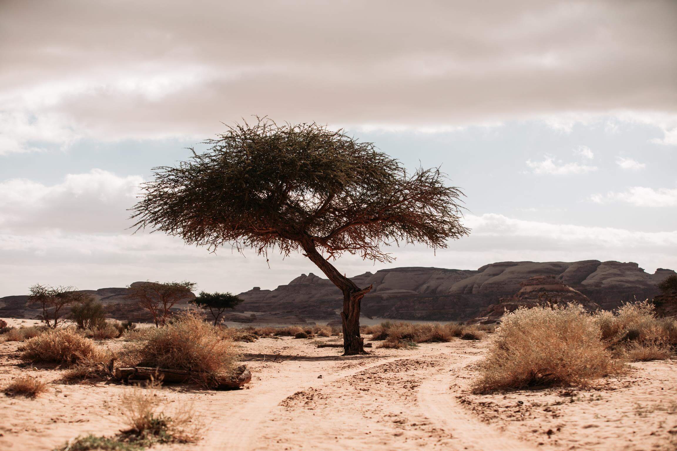 Tree-in-desert-of-Al-'Ula